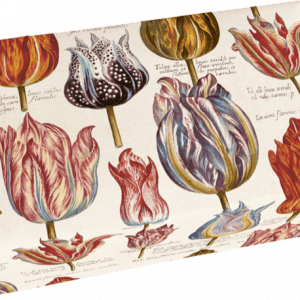 Caja forrada de papel con ilustraciones vintage y descripciones de varias variedades de tulipanes.
