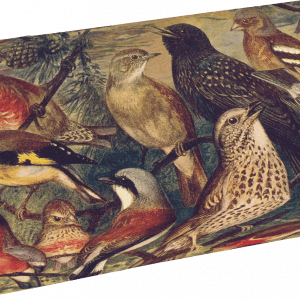 Ilustración de varias especies de aves posadas juntas; incluye pinzones, tordos y otros pájaros cantores, mostrando diversos plumajes y posturas.