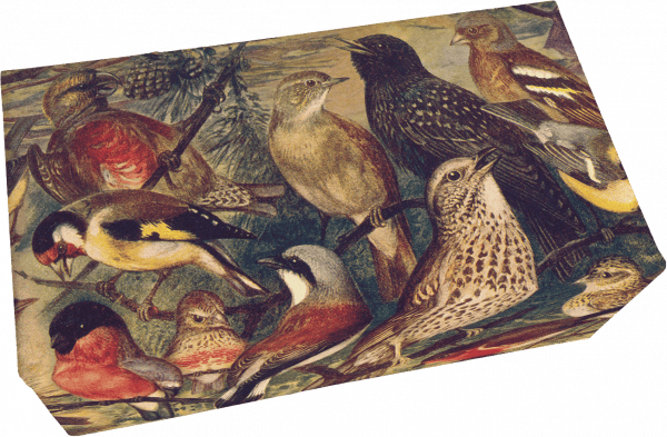 Ilustración de varias especies de aves posadas juntas; incluye pinzones, tordos y otros pájaros cantores, mostrando diversos plumajes y posturas.