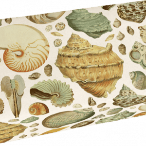 Una caja rectangular con una ilustración de varias conchas marinas de colores, incluidas formas espirales y cónicas, en la superficie.