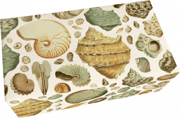 Una caja rectangular con una ilustración de varias conchas marinas de colores, incluidas formas espirales y cónicas, en la superficie.