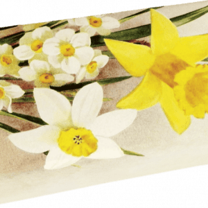 Ilustración de narcisos amarillos y blancos con tallos y hojas verdes sobre un fondo claro.