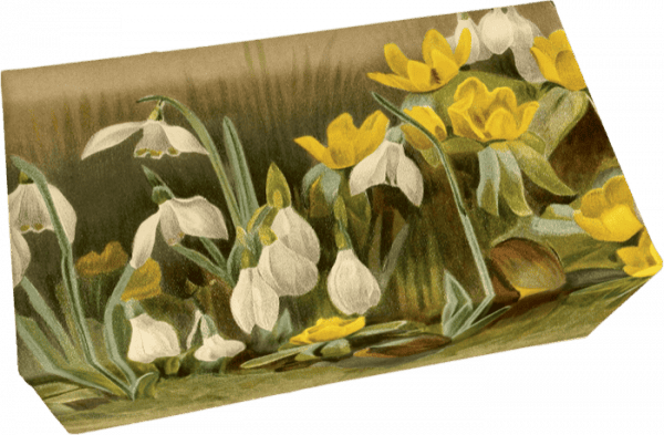 Ilustración de flores blancas y amarillas con hojas verdes sobre una caja rectangular, sobre un fondo marrón apagado.