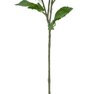 Un único tallo largo y verde con tres flores blancas unidas y varias hojas verdes sobre un fondo blanco liso.