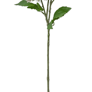 Un solo tallo largo y verde con dos flores de dalia rosas y blancas, un capullo y varias hojas verdes sobre un fondo blanco liso.